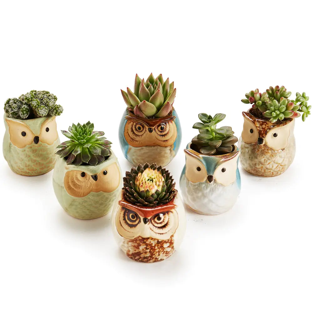 6-Piece Owl plant Pot Set